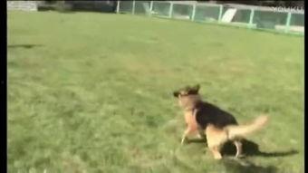 人与狗交配图片  第3张